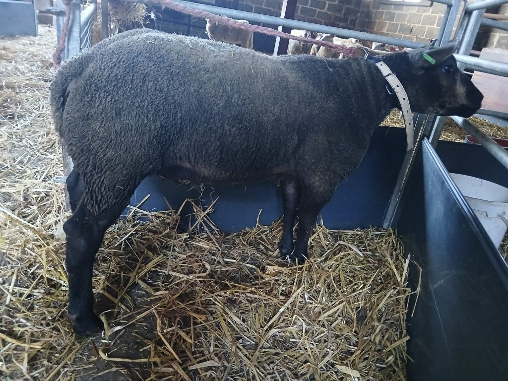 Agneau texel bleu, Animaux & Accessoires, Mâle, Mouton, 0 à 2 ans