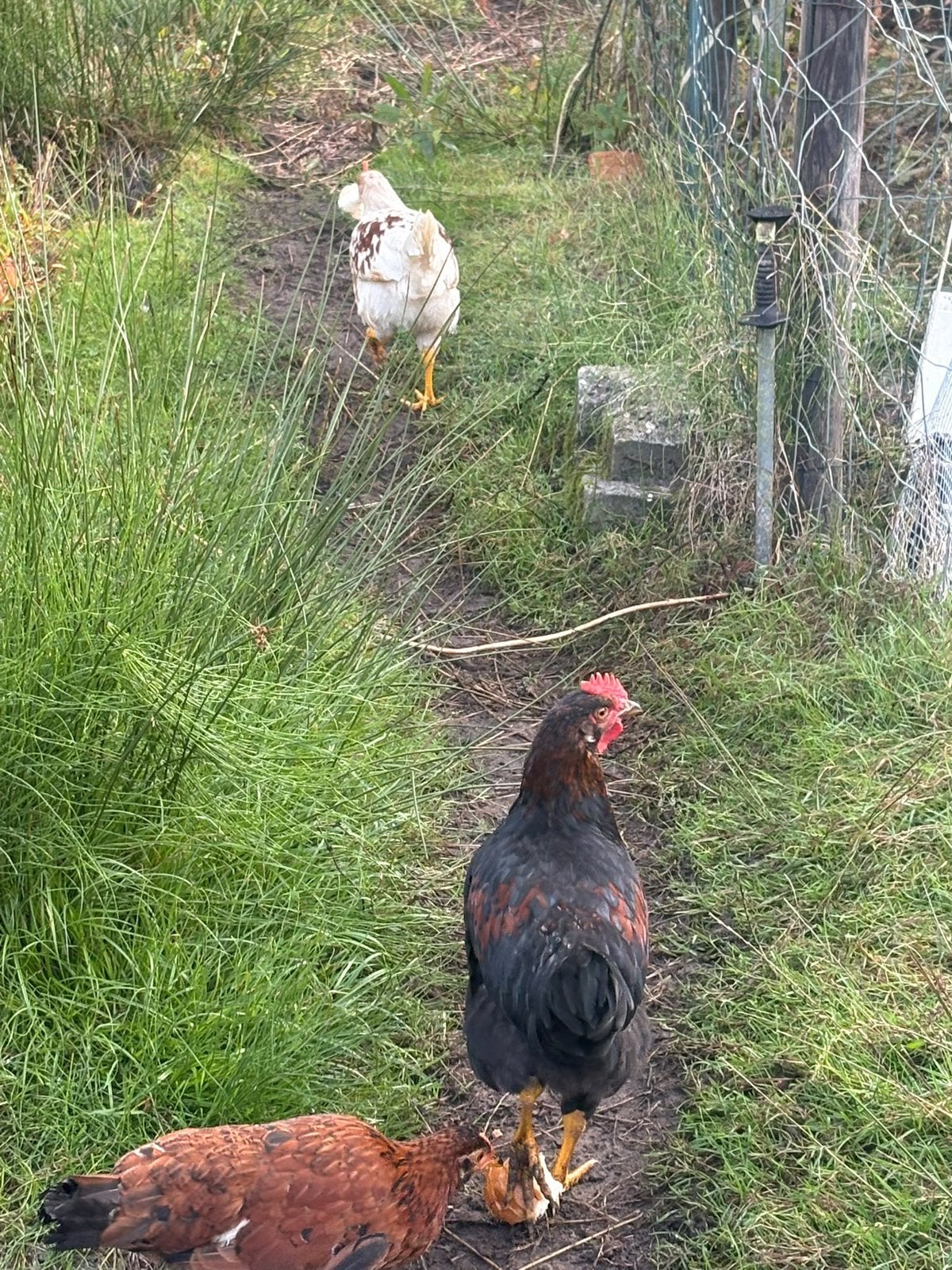 3 Maanden haantje, Dieren en Toebehoren