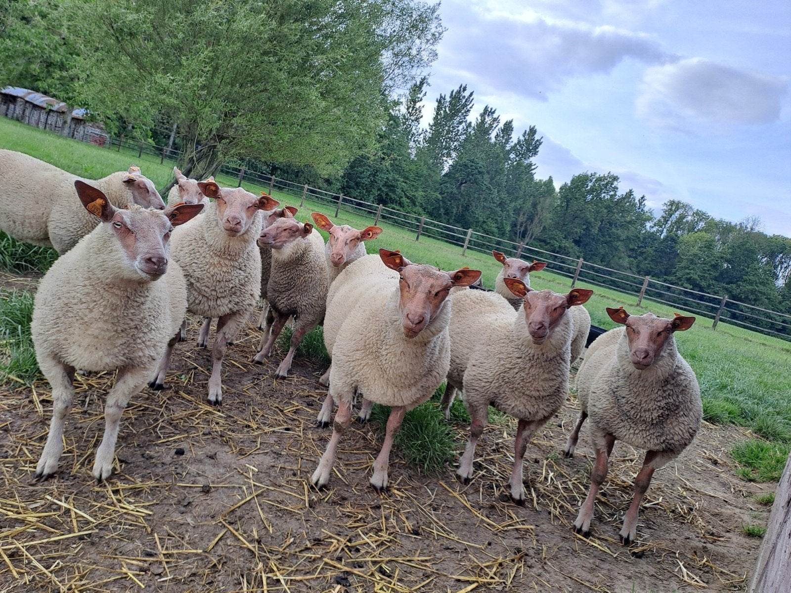 Raszuivere rouge de l'ouest ramlammeren, Dieren en Toebehoren, Schapen, Geiten en Varkens