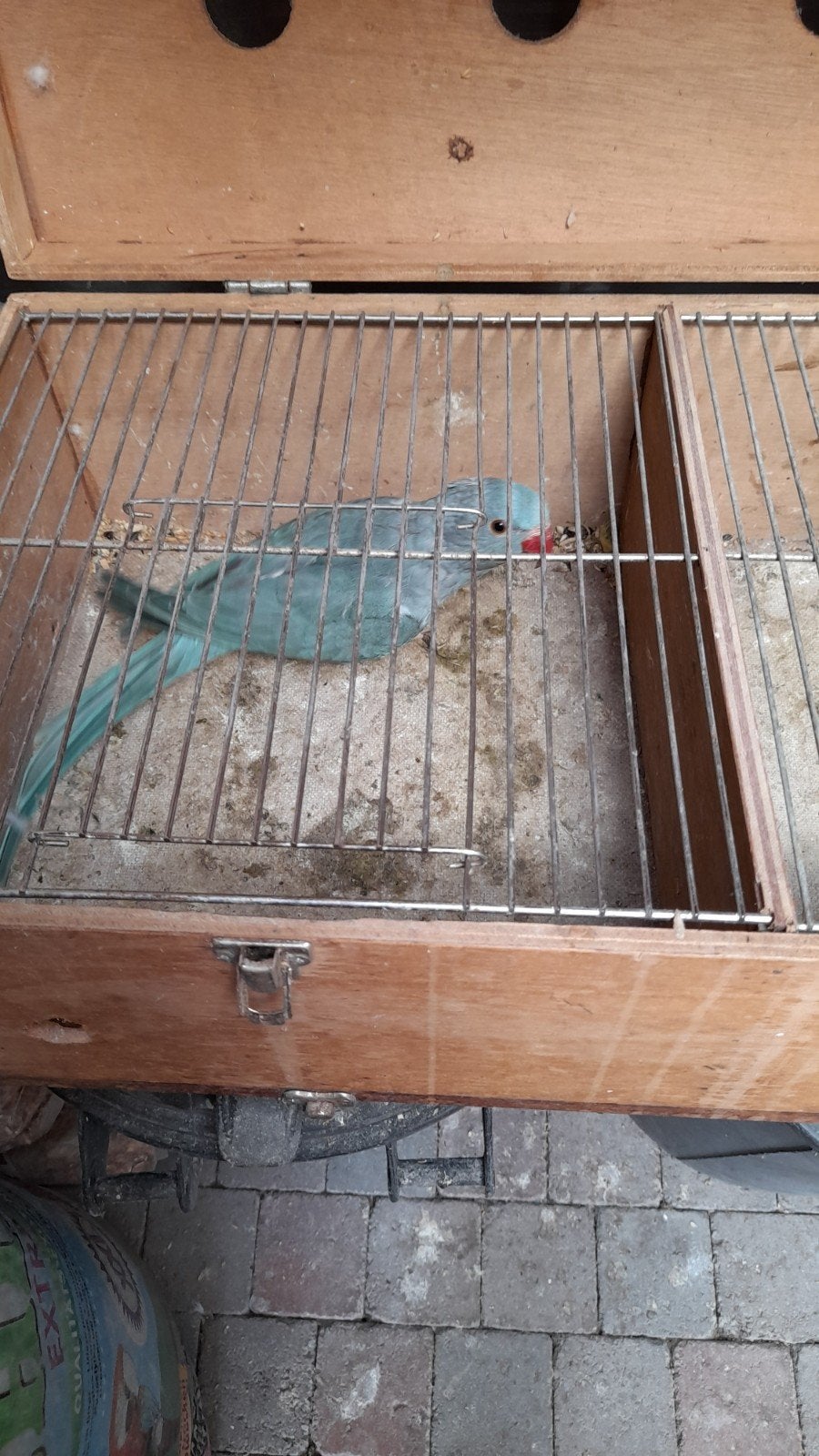 Halsbandparkieten 2026, Animaux & Accessoires, Rongeurs & Lapins | Cages & Clapiers, Enlèvement