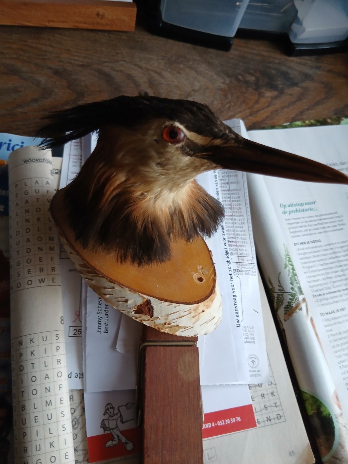 Opgezetten hoofd van een fuut op houtstuk(watervogel)
