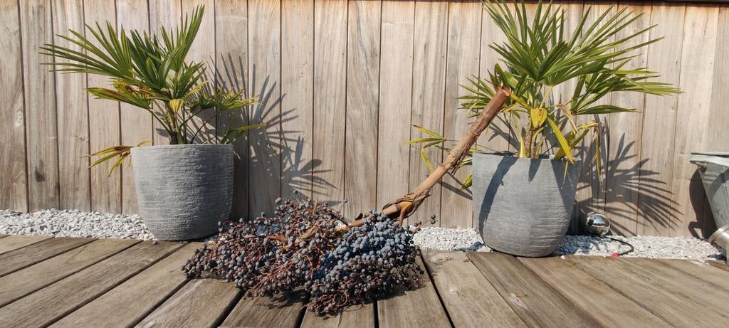 Trachycarpus fortunei windmolenpalm zaden – top kiemkracht, Tuin en Terras, Ophalen of Verzenden