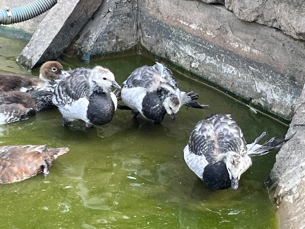 Brand ganzen, Dieren en Toebehoren, Pluimvee, Meerdere dieren, Gans of Zwaan