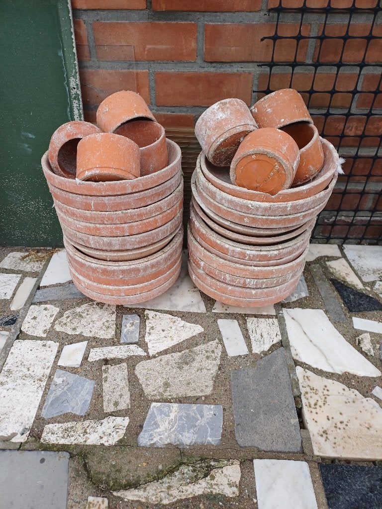 Broedschalen, Sexe inconnu, Autres espèces