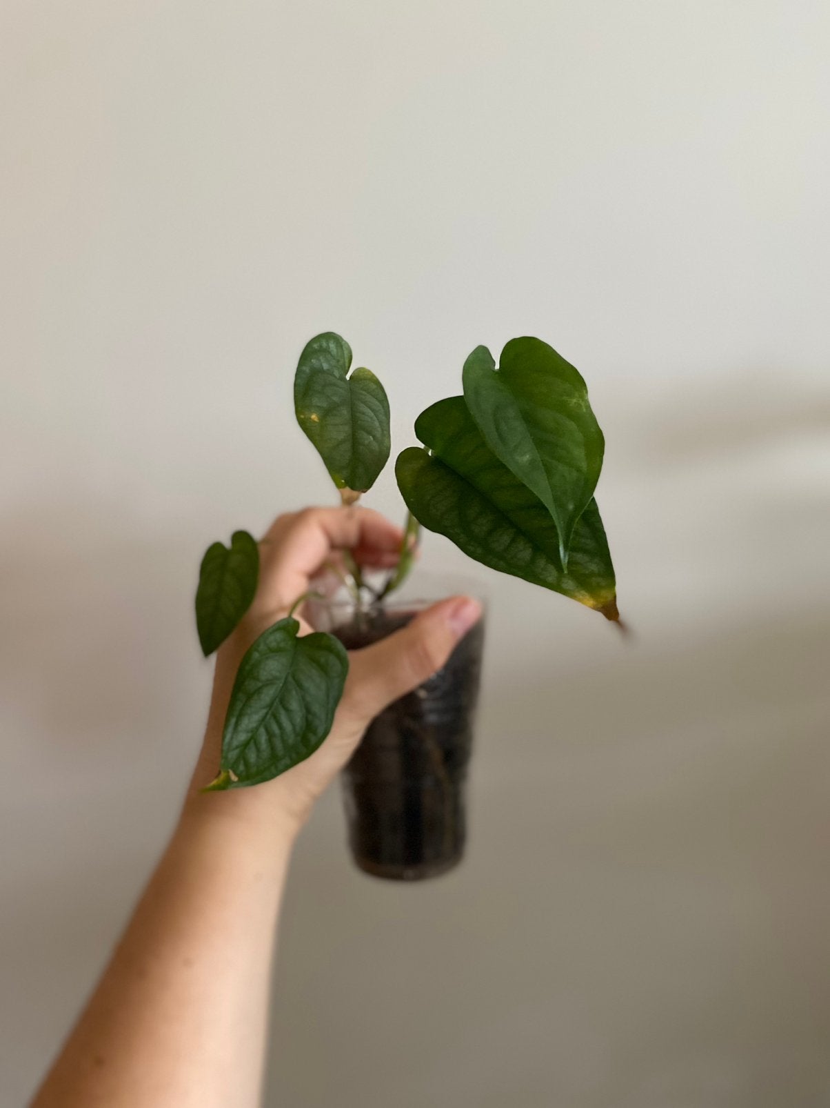 Monstera siltepecana, Enlèvement ou Envoi