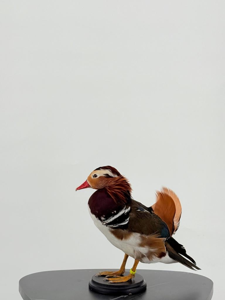 Mandarijneend man op sokkel, Verzamelen, Dierenverzamelingen, Nieuw, Opgezet dier, Vogel, Ophalen of Verzenden