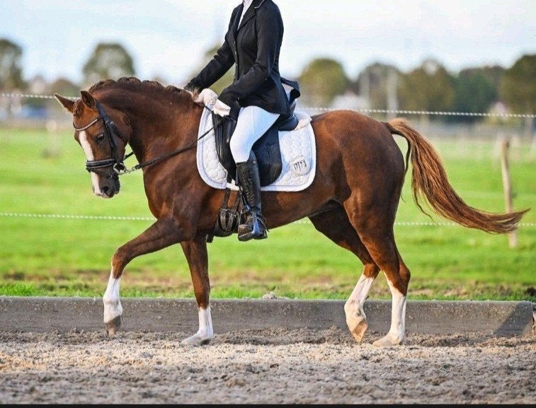 Knappe 6 jarige grote C pony New Forest., Dieren en Toebehoren, Merrie, Met stamboom, B, 3 tot 6 jaar