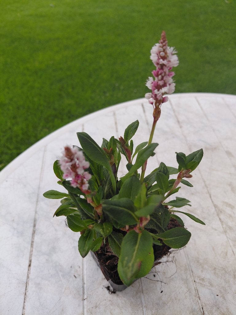 Persicaria Kabouter, Tuin en Terras, Ophalen, Halfschaduw