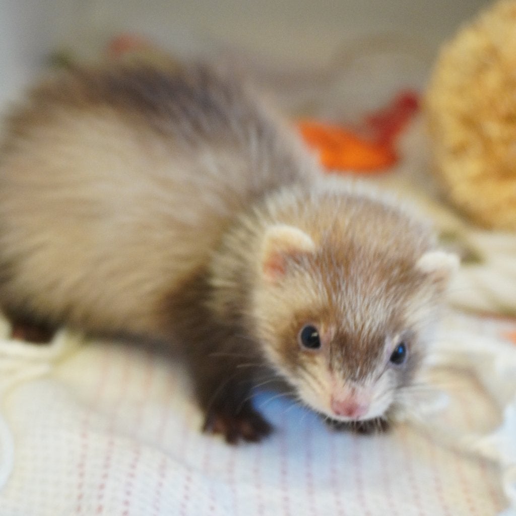 micro fretjes, Juli, Meerdere dieren