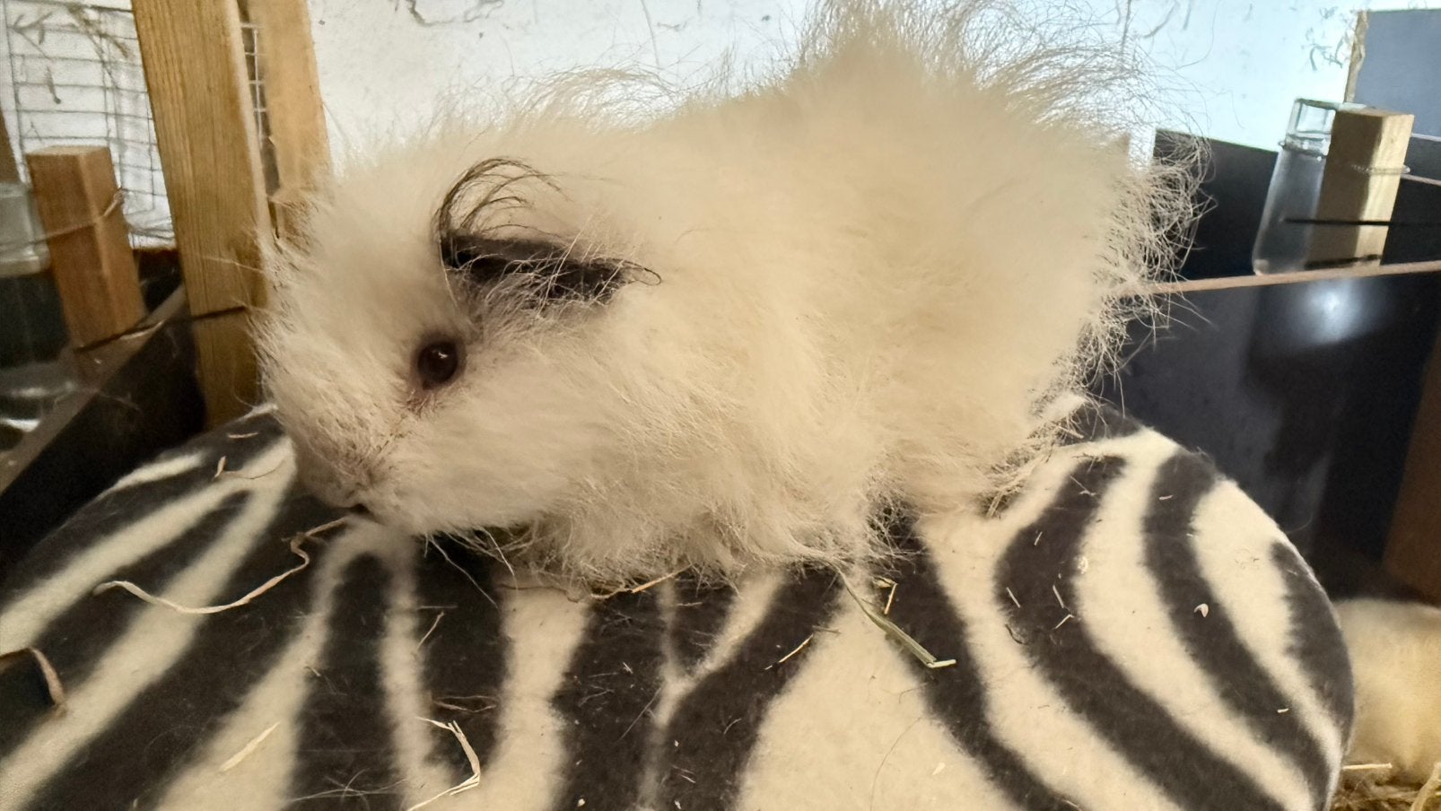 Cavia, cobaye Mâle Ch Teddy blanc cali noir, Animaux & Accessoires, Enlèvement, Cobaye