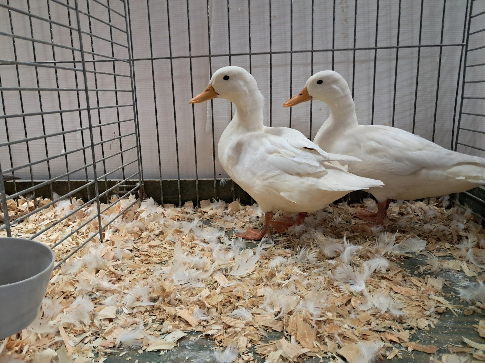 semois eend, Dieren en Toebehoren, Pluimvee, Eend