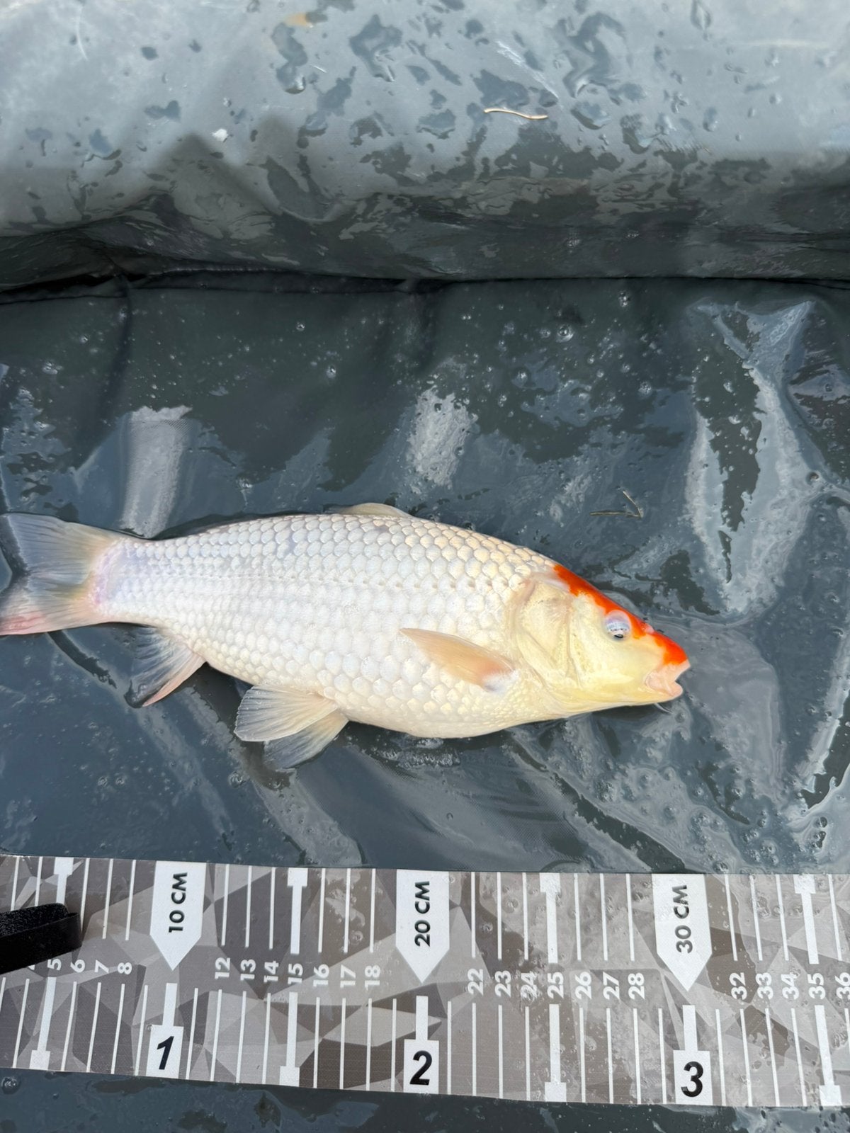 Tancho Ogon / Platinum Ogon koi, Dieren en Toebehoren, Karper of Koi