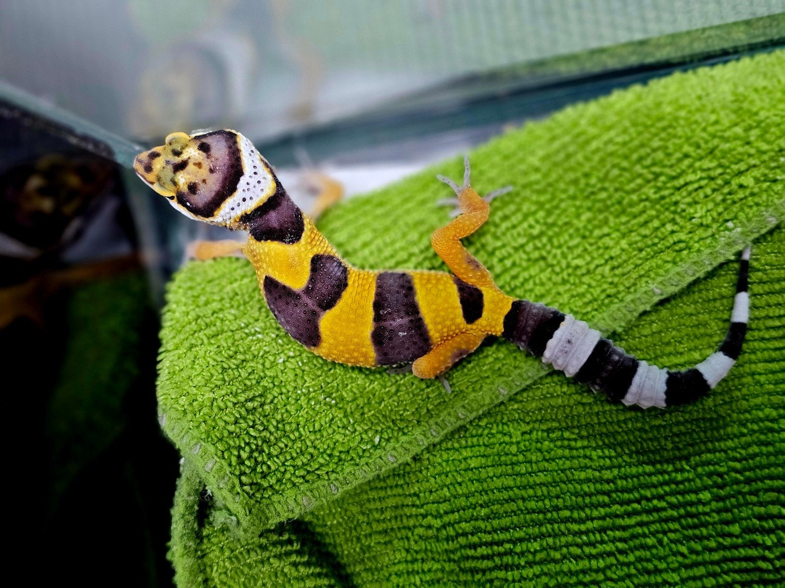 luipaardgekko baby I1, Hagedis, Tam, 0 tot 2 jaar