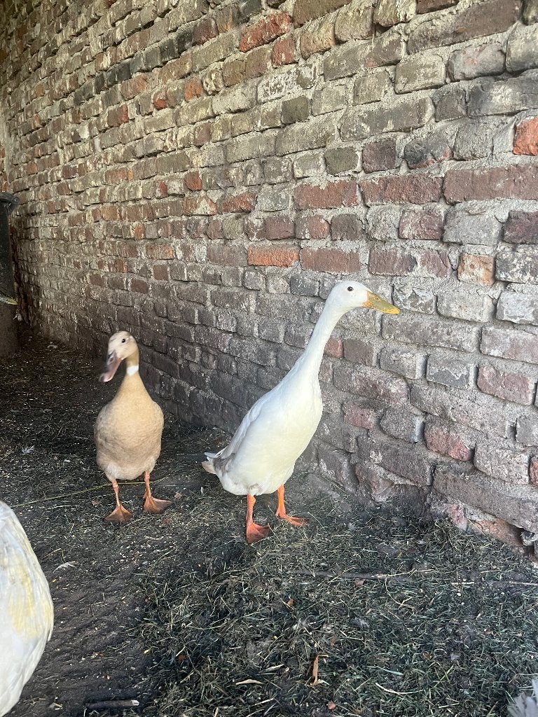 Indische loopeenden, Dieren en Toebehoren, Meerdere dieren, Eend