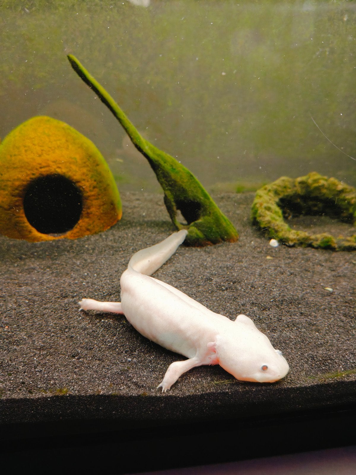 Axolotl, Dieren en Toebehoren