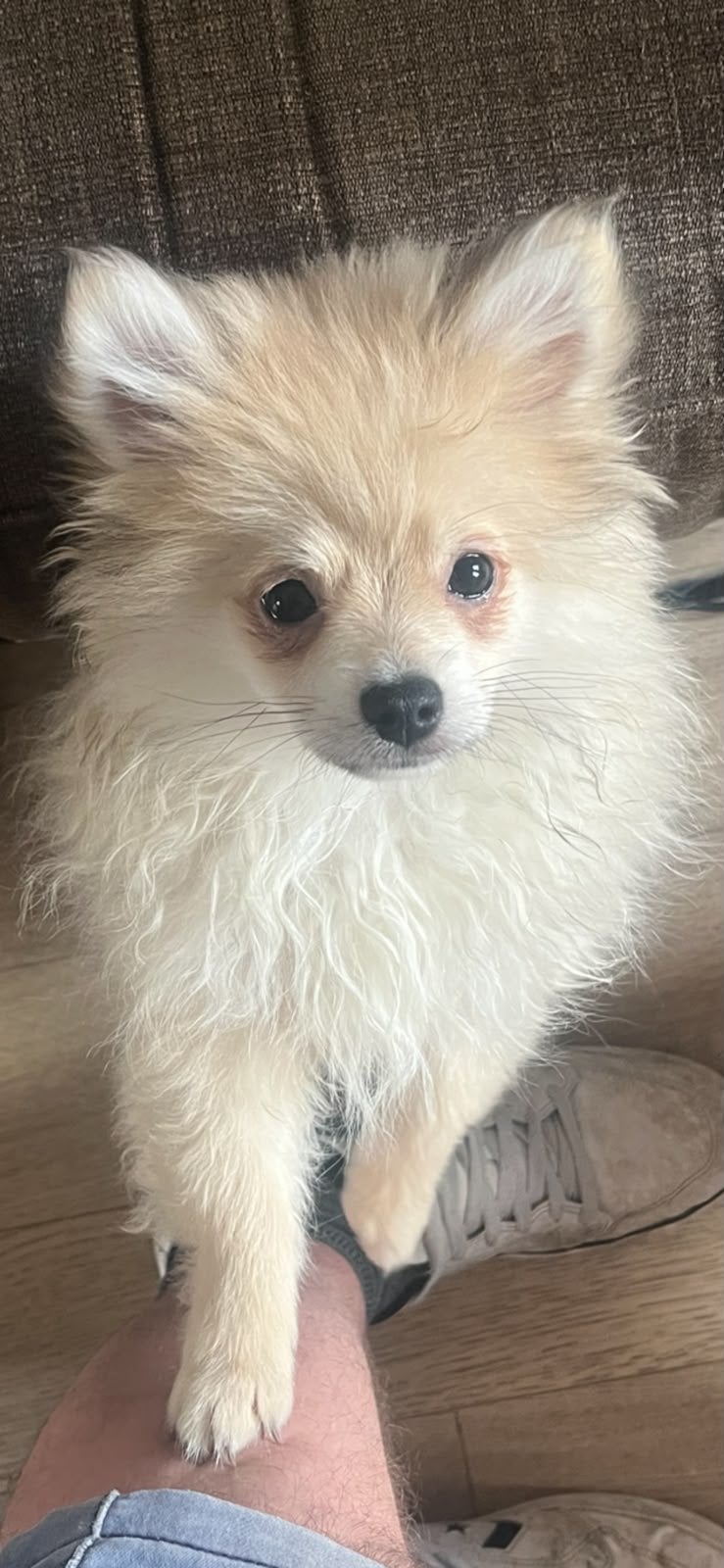 Pomeriaanpup 1 reu nu1250€ ipv 1495€, Particulier, Chien (mâle), Belgique, Bichon maltais