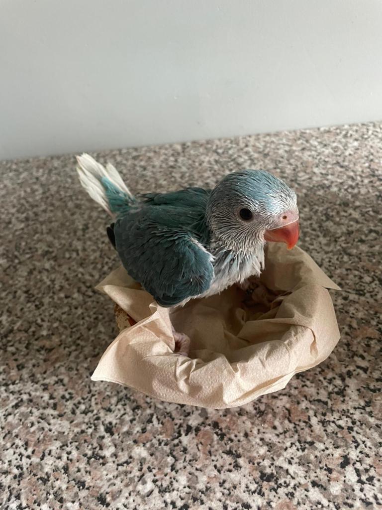 Jonge halsbandparkieten om tam te maken, Dieren en Toebehoren, Tam