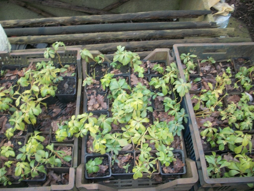Pachysandra terminalis, Jardin & Terrasse, Plantes | Jardin, Printemps, Couvre-sol, Enlèvement, Plante fixe