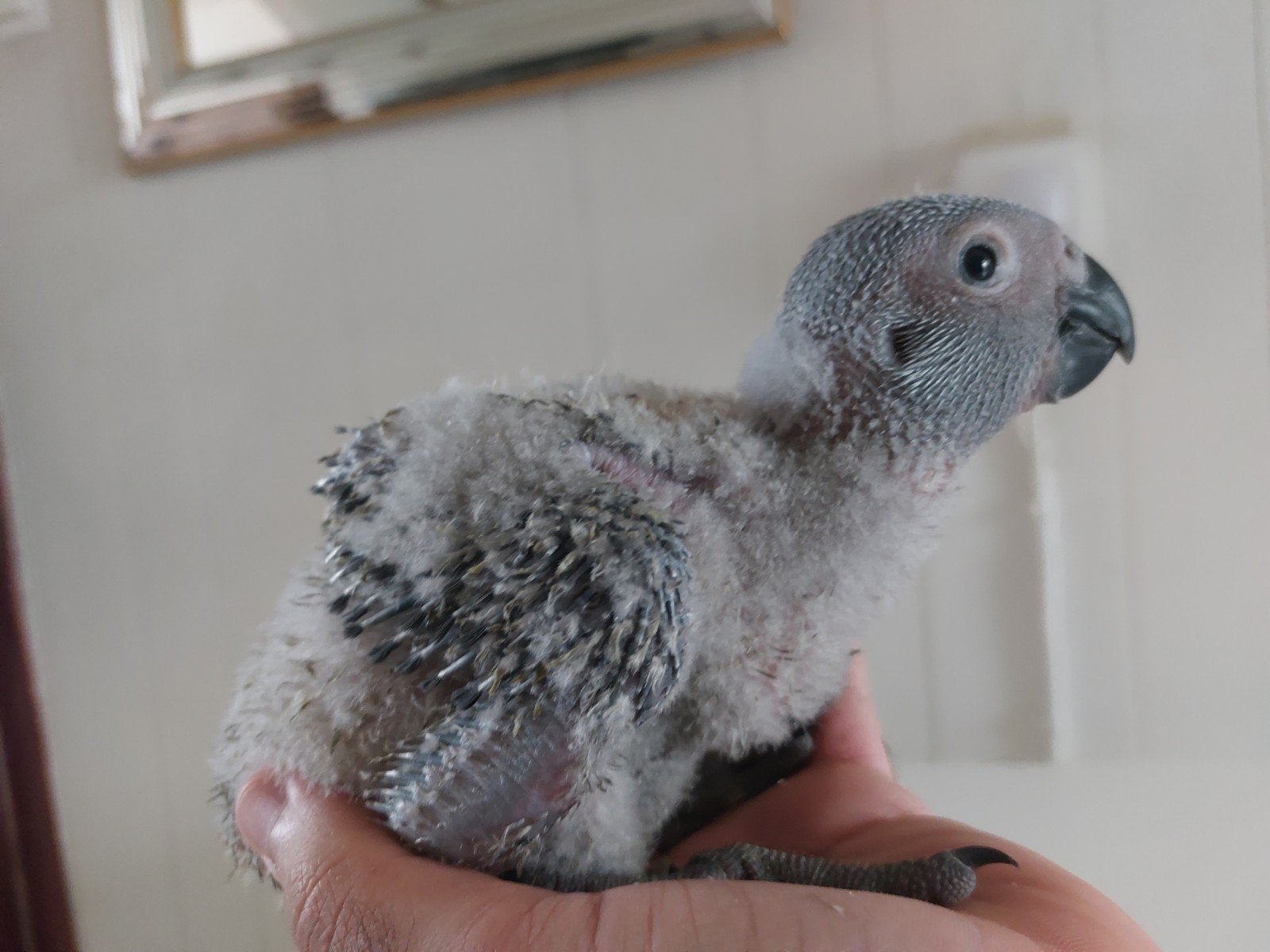 Perroquet Gris du gabon, Perroquet, Bagué