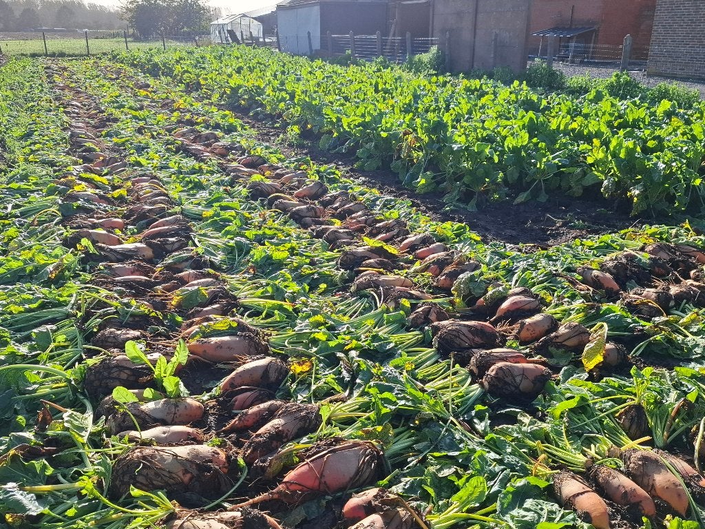 Voederbieten te koop, Ophalen