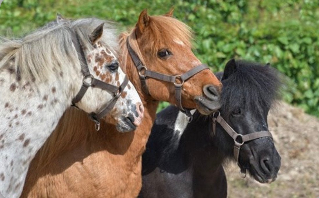 Shetlander gezocht, Jument
