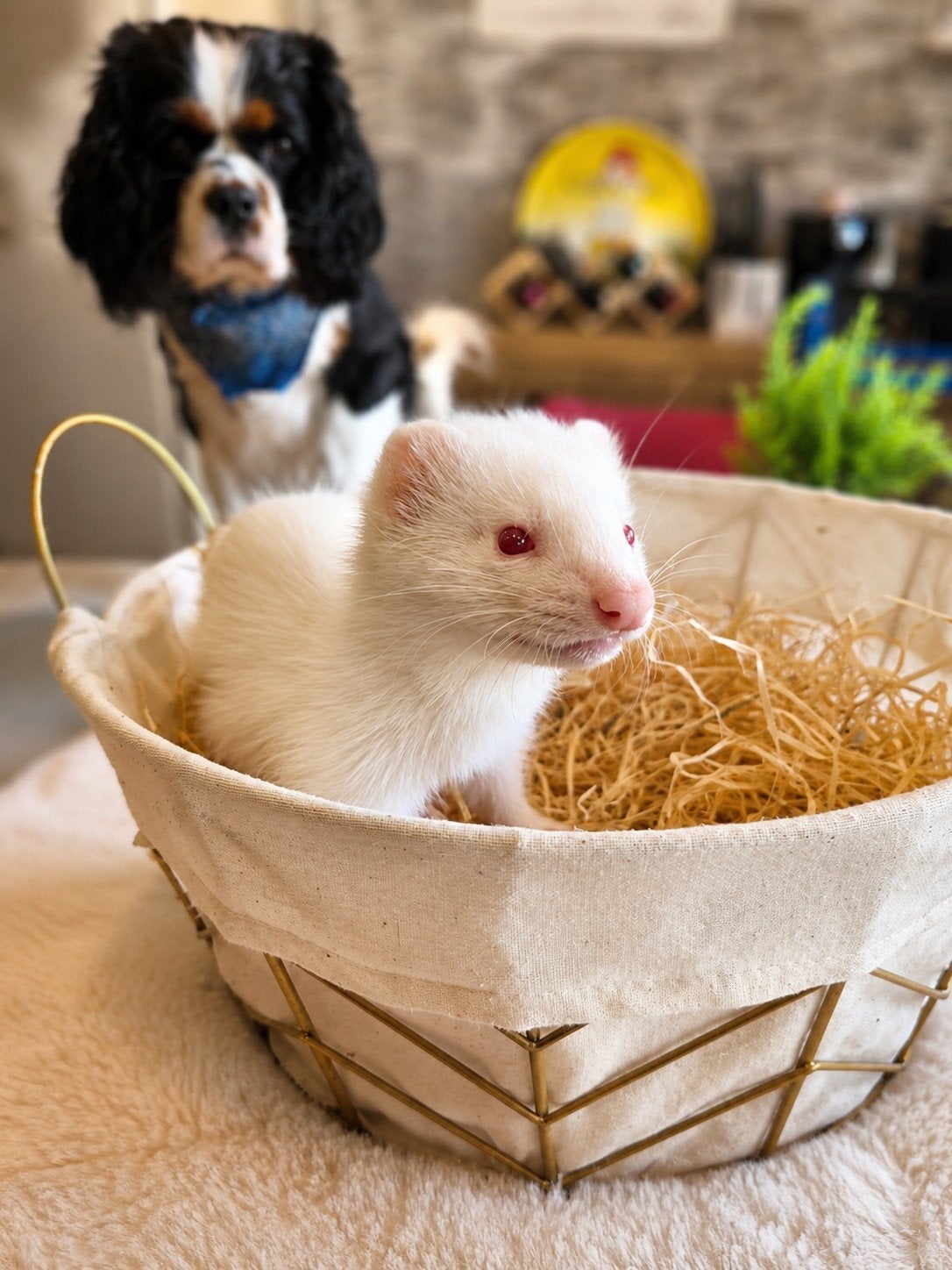 Laatste albino fretjes beschikbaar!, Fret, Mei, Meerdere dieren, Tam