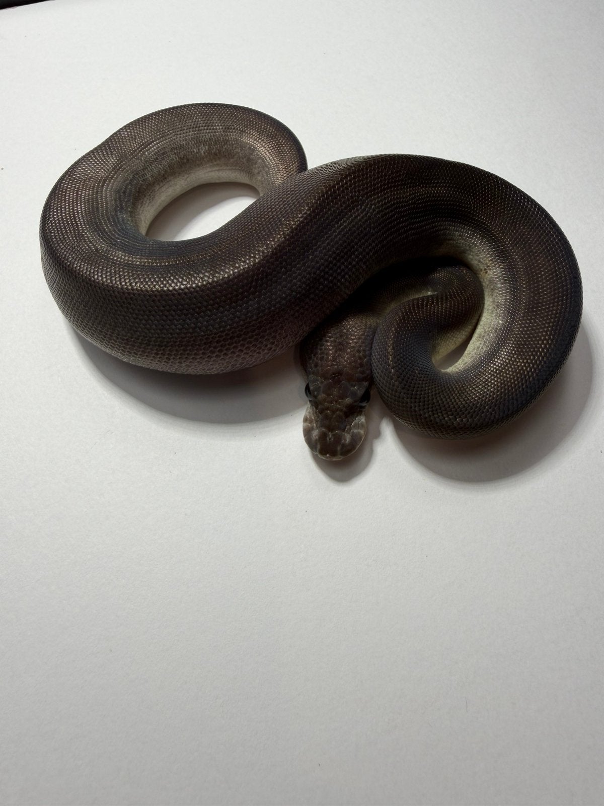 Supper cinnamon 66% het albino nr4, Dieren en Toebehoren