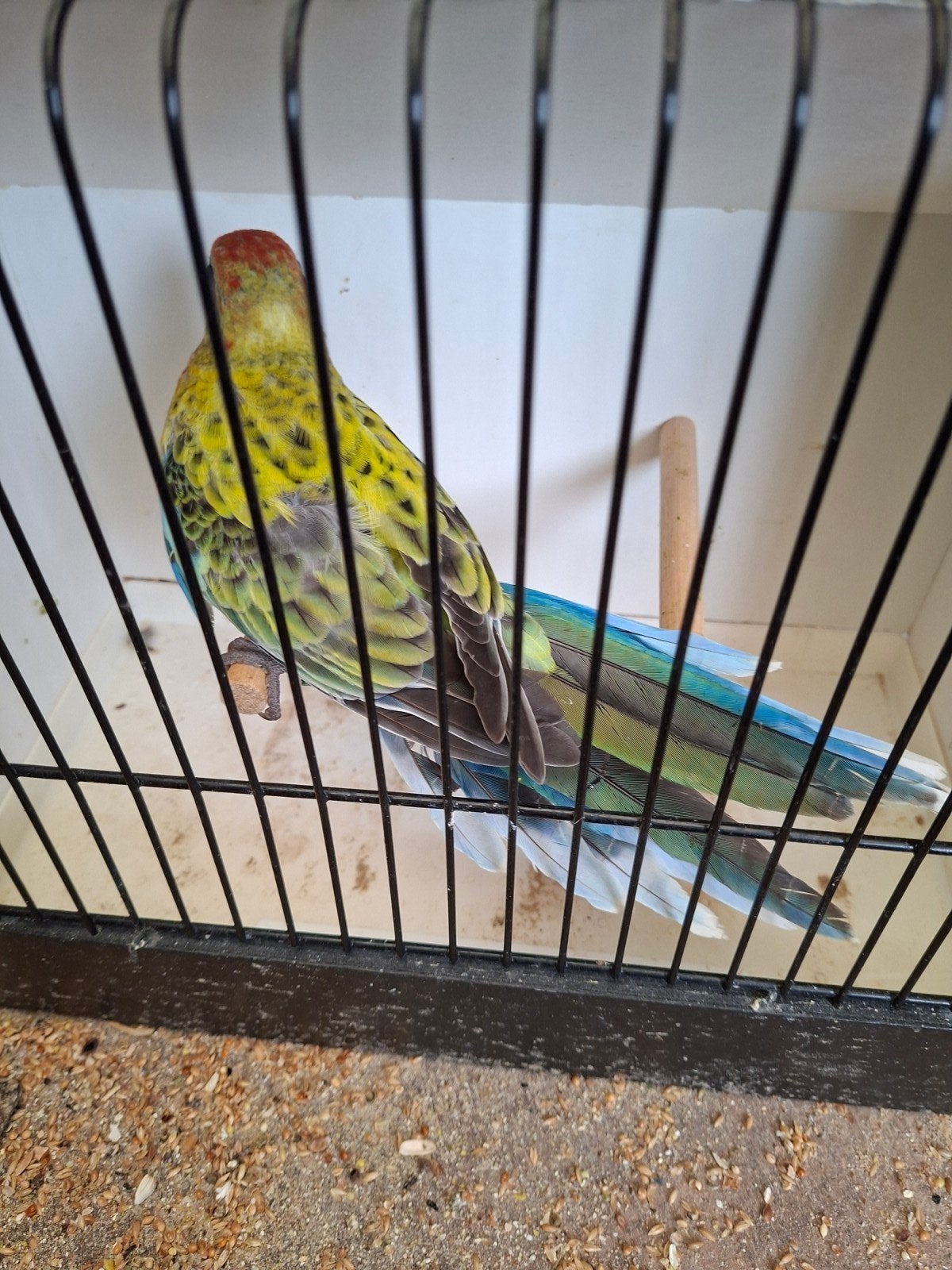 rosella parkieten, Dieren en Toebehoren, Meerdere dieren, Parkiet, Geringd