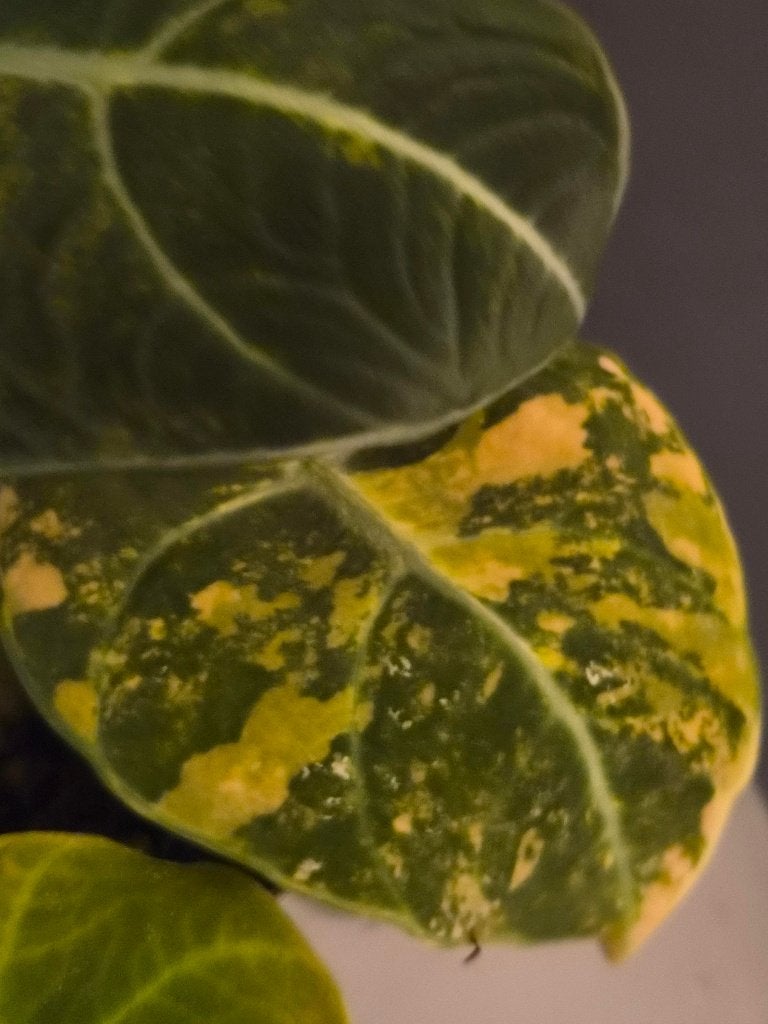 Alocasia Black Velvet Gold, Huis en Inrichting, Ophalen of Verzenden