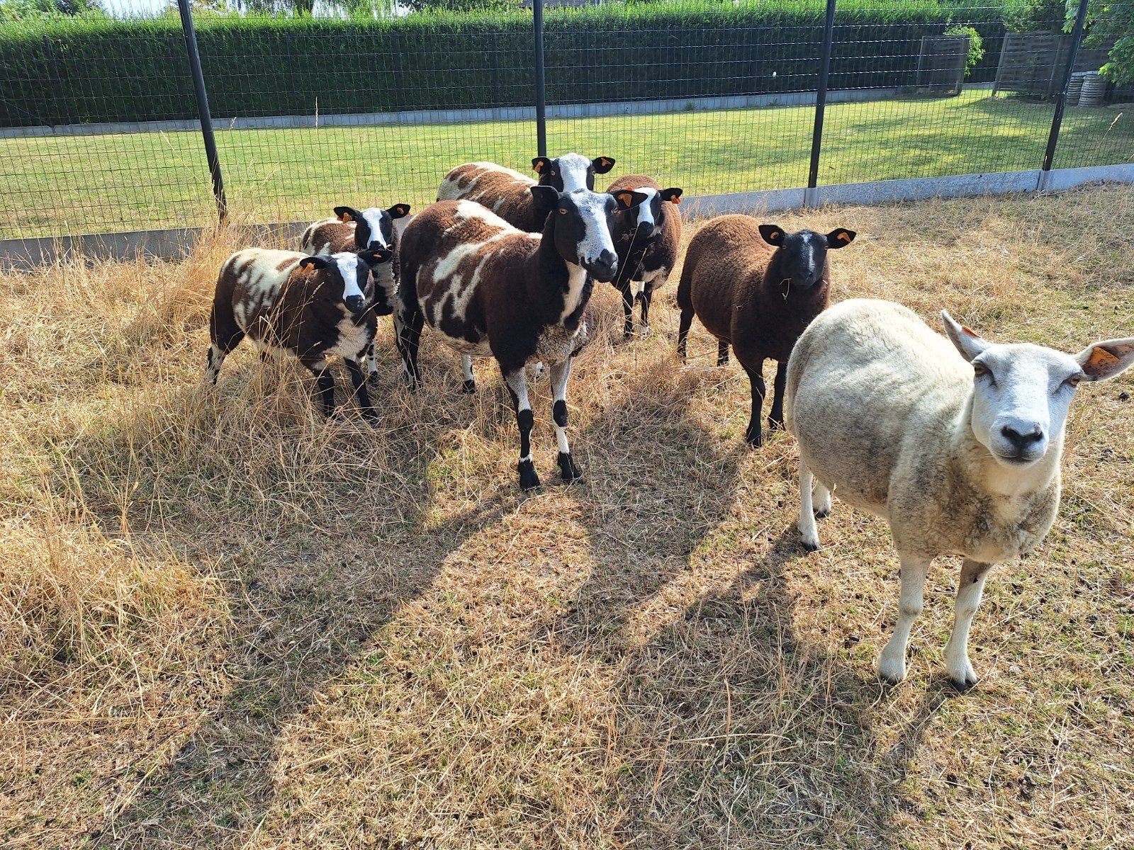 lammeren, Schaap, 0 tot 2 jaar