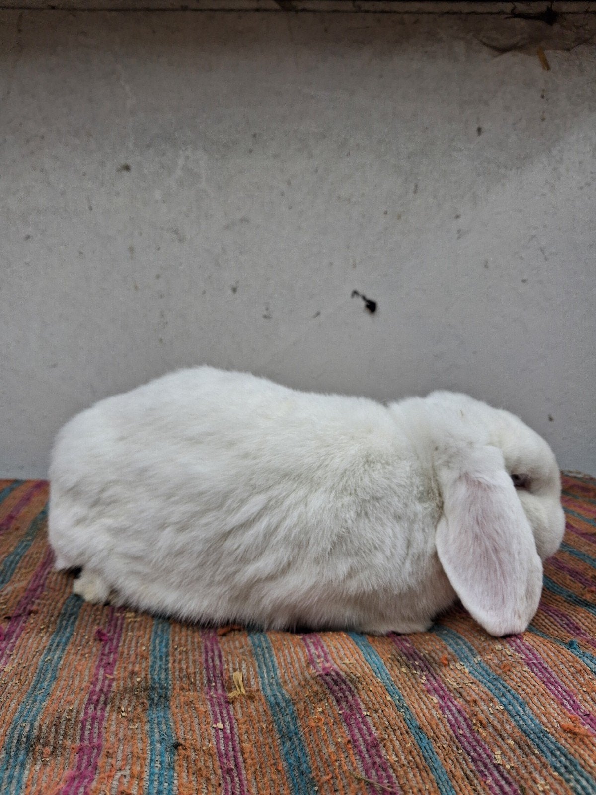 gecastereerd minilop rammetje acht maanden, Dieren en Toebehoren