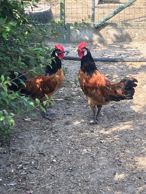 Vorwerk haantjes - Vredelinger haantjes, Dieren en Toebehoren