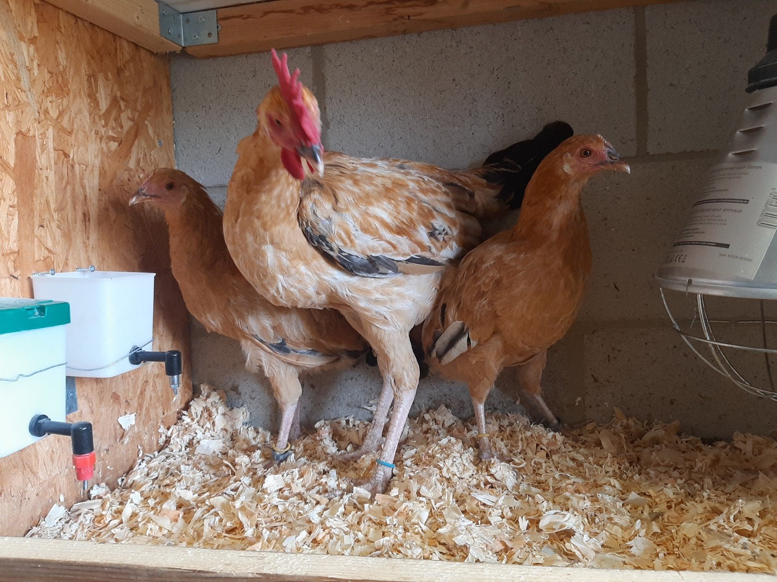 Vale/Gele van Haspengouw onverwant trio (2 hennen + haan), Dieren en Toebehoren, Kip