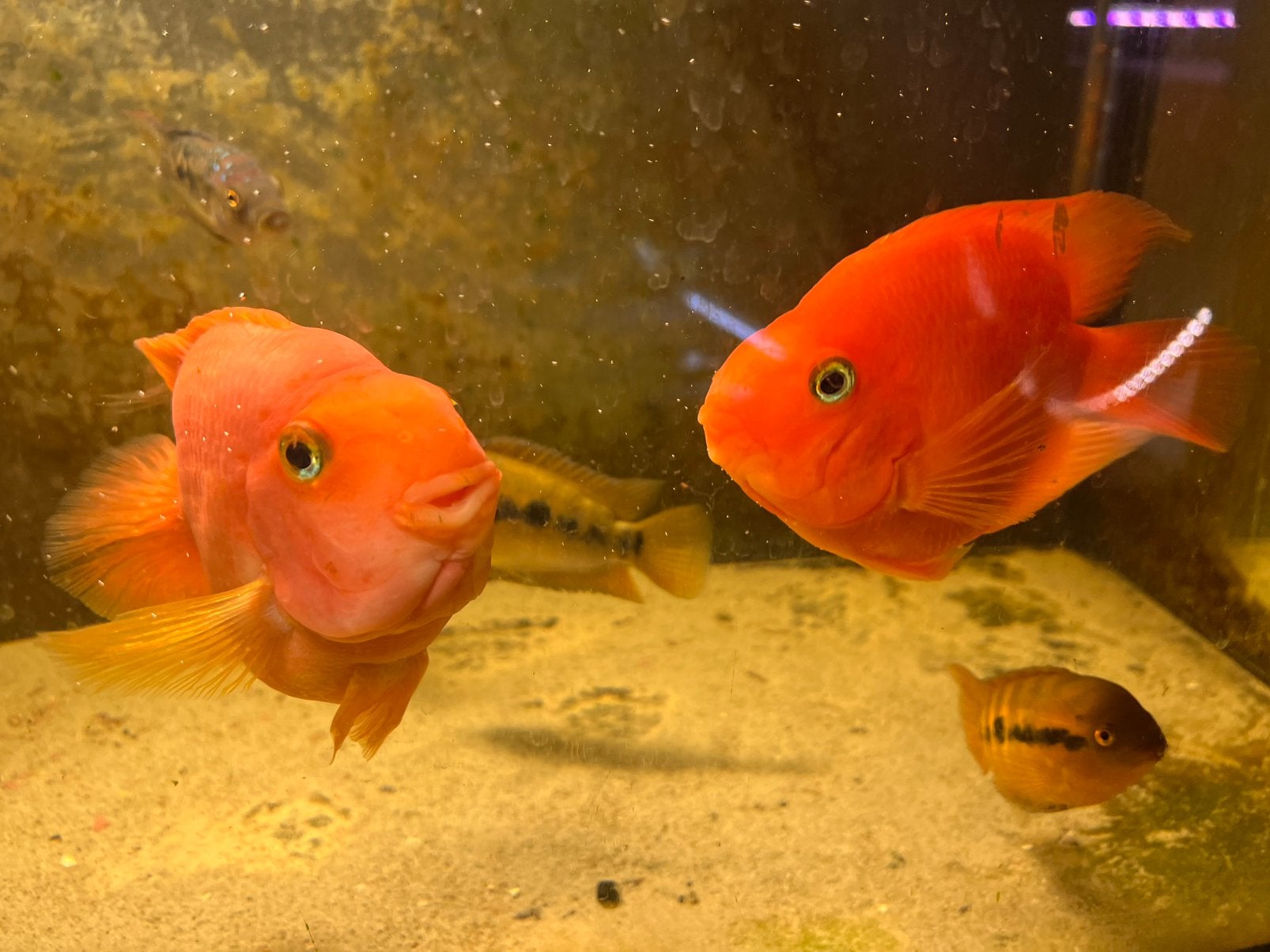 Koppel blood parrot cichliden m/v, Vis, Zoetwatervis