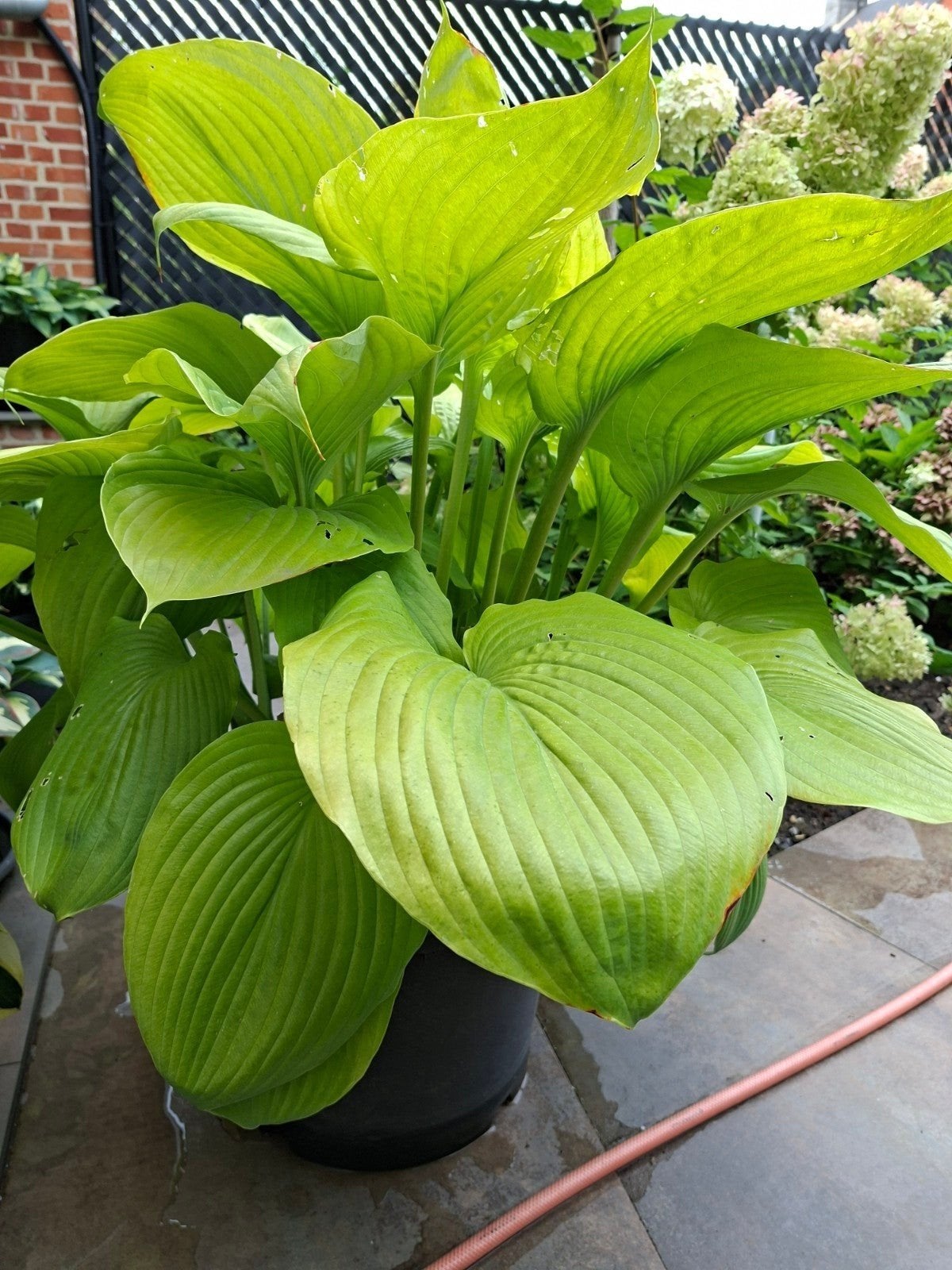 grote hosta " sum and substance", Ophalen, Zomer, Vaste plant, Volle zon