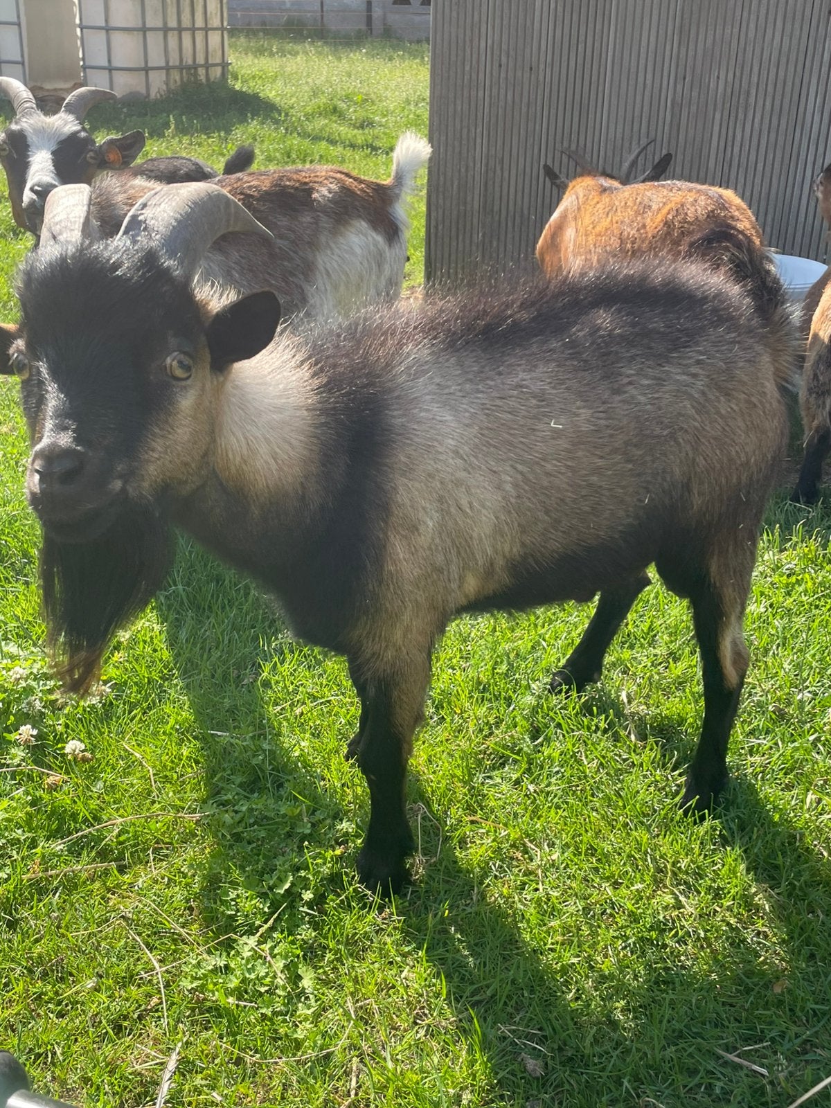 Chèvres naines, Animaux & Accessoires, Moutons, Chèvres & Cochons, Chèvre, Plusieurs animaux