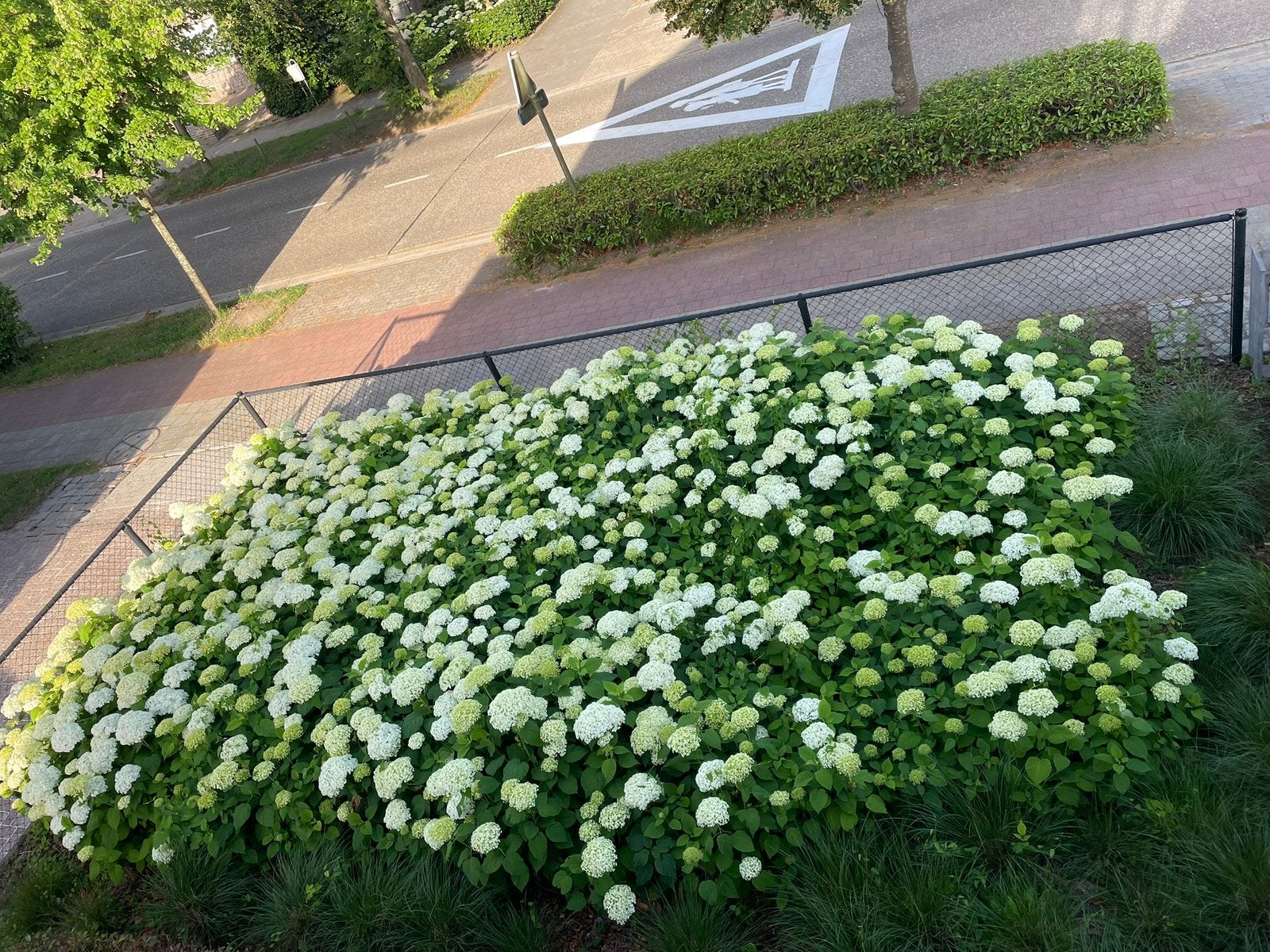 Hydrangea arborescens 'Annabelle', Tuin en Terras, Ophalen of Verzenden, Hortensia, Struik, Minder dan 100 cm