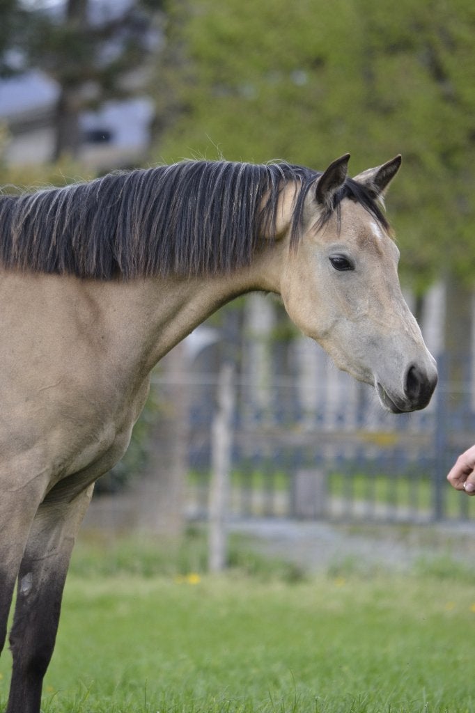 Welshmerrie Winston's Lisandro, Animaux & Accessoires, Poneys, Jument, Non dressé, Poney D (1.37 m à 1.48m), 0 à 2 ans, Avec pedigree