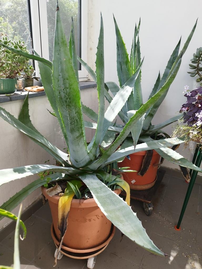 Grote Agave, Enlèvement