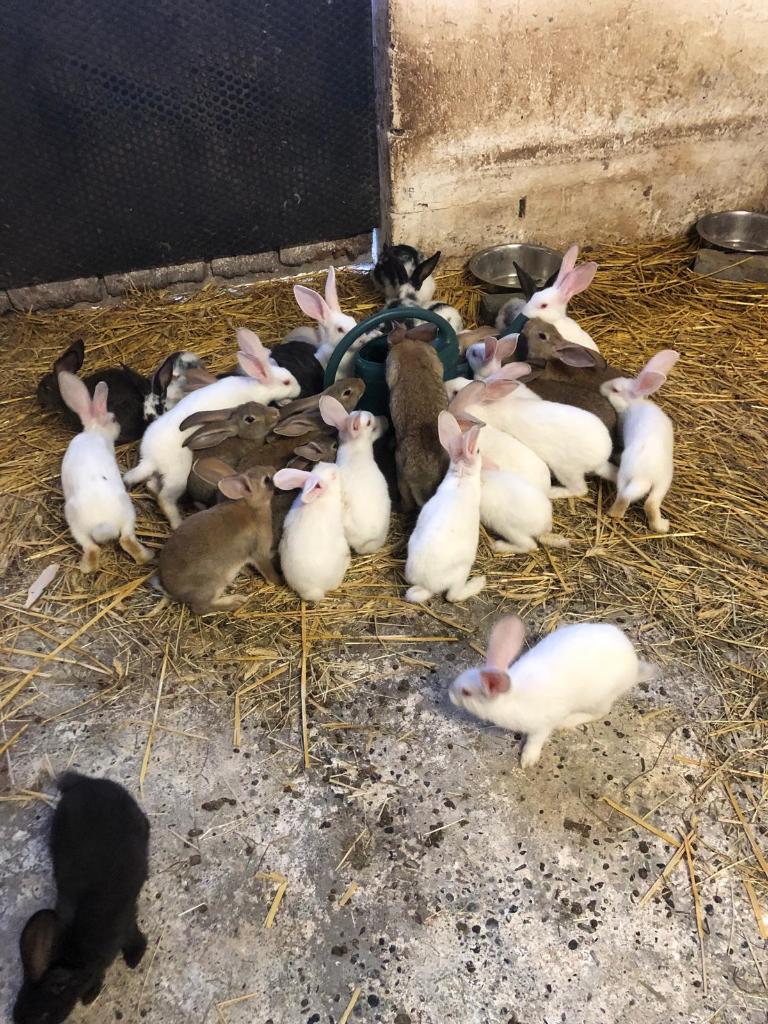 Slachtkonijnen te koop in Buggenhout, Meerdere dieren, Groot, 0 tot 2 jaar