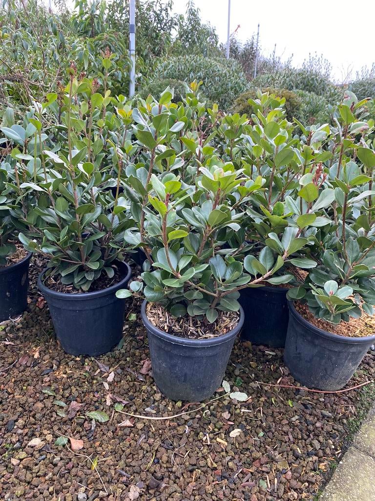 Rhaphiolepis umbellata, Hagen en sierheesters., Tuin en Terras, Planten | Struiken en Hagen, Haag, Overige soorten, Minder dan 100 cm