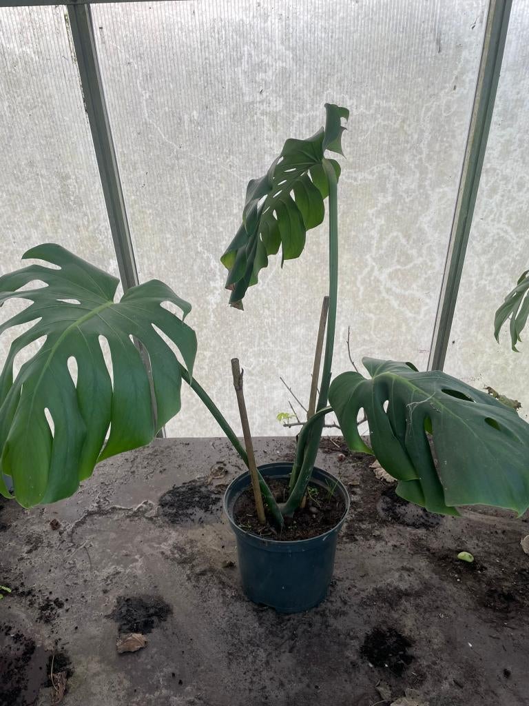 monstera deliciosa, Huis en Inrichting, Kamerplanten, Ophalen