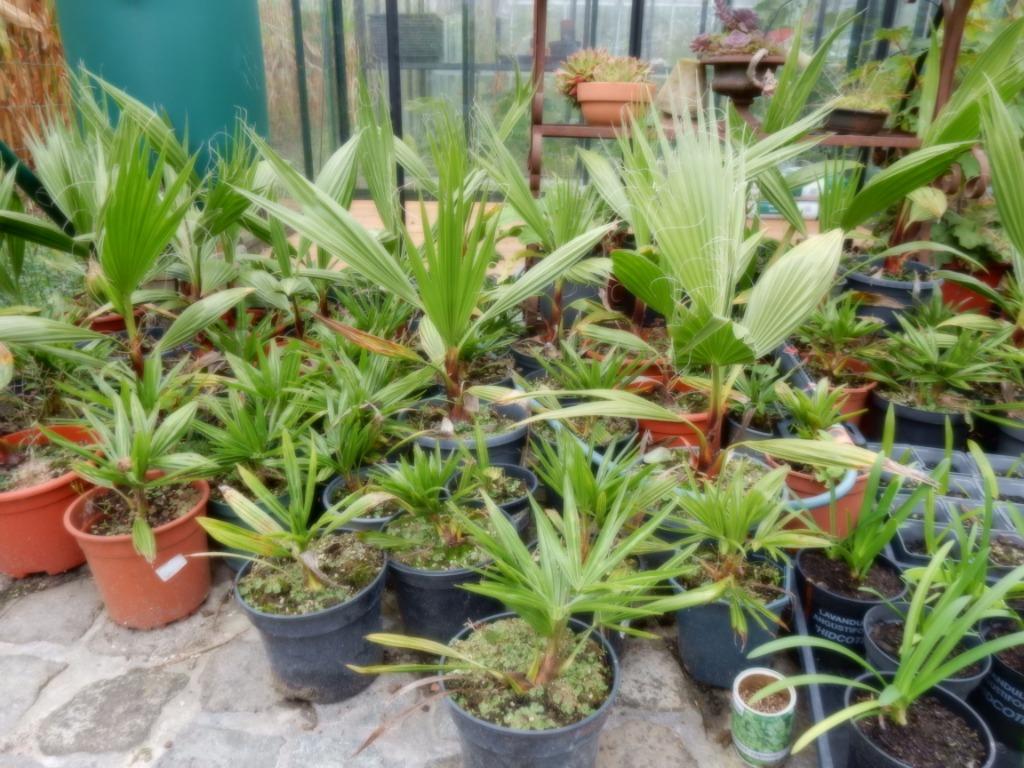 Chinese waaierpalm en Washingtonia Robusta, Tuin en Terras, Volle zon, Vaste plant, Bloeit niet, Ophalen