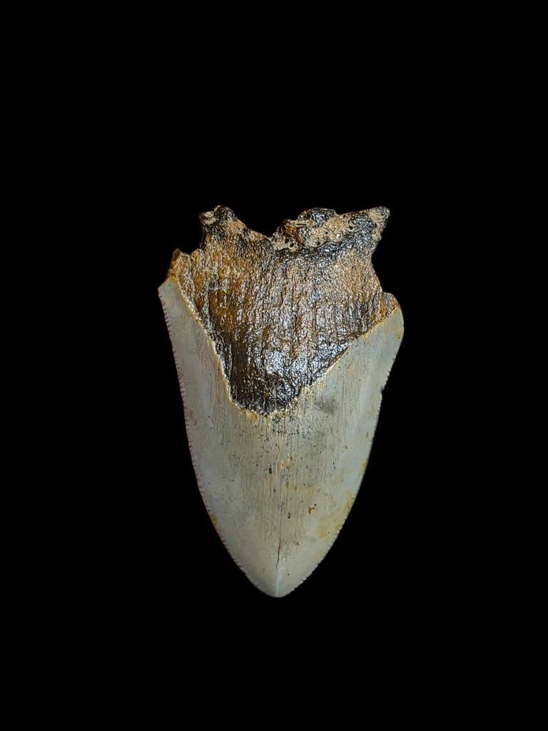 Carcharodon megalodon tand 3,63 " / 9,22 cm., Verzamelen, Ophalen of Verzenden, Fossiel
