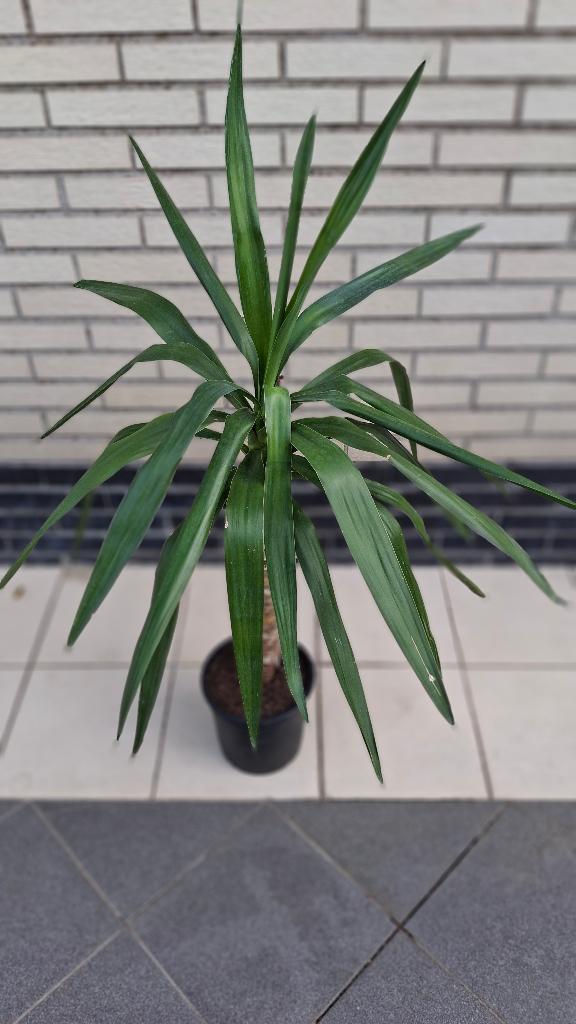 Yucca, Huis en Inrichting, Kamerplanten, Yucca, 100 tot 150 cm, Groene kamerplant, Volle zon, Ophalen