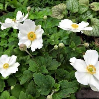 Anemone Honorine Jobert, Tuin en Terras, Planten | Tuinplanten, Ophalen