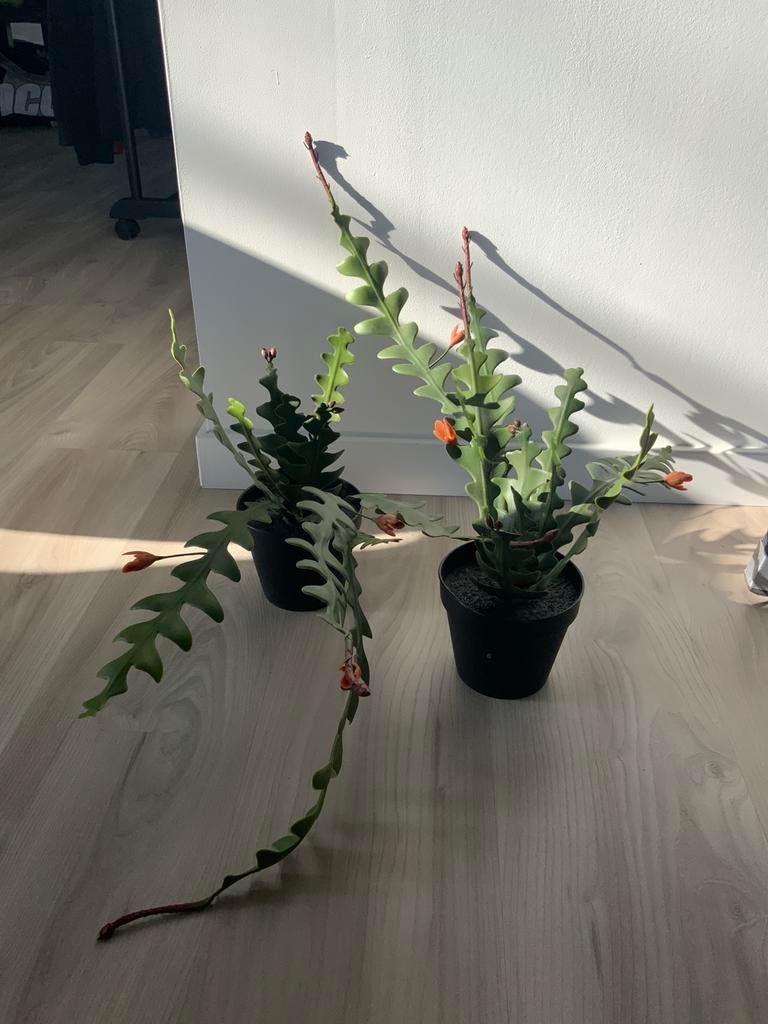 2 kunststof   planten Ikea FEJKA, Huis en Inrichting, Ophalen of Verzenden, Nieuw, Binnen