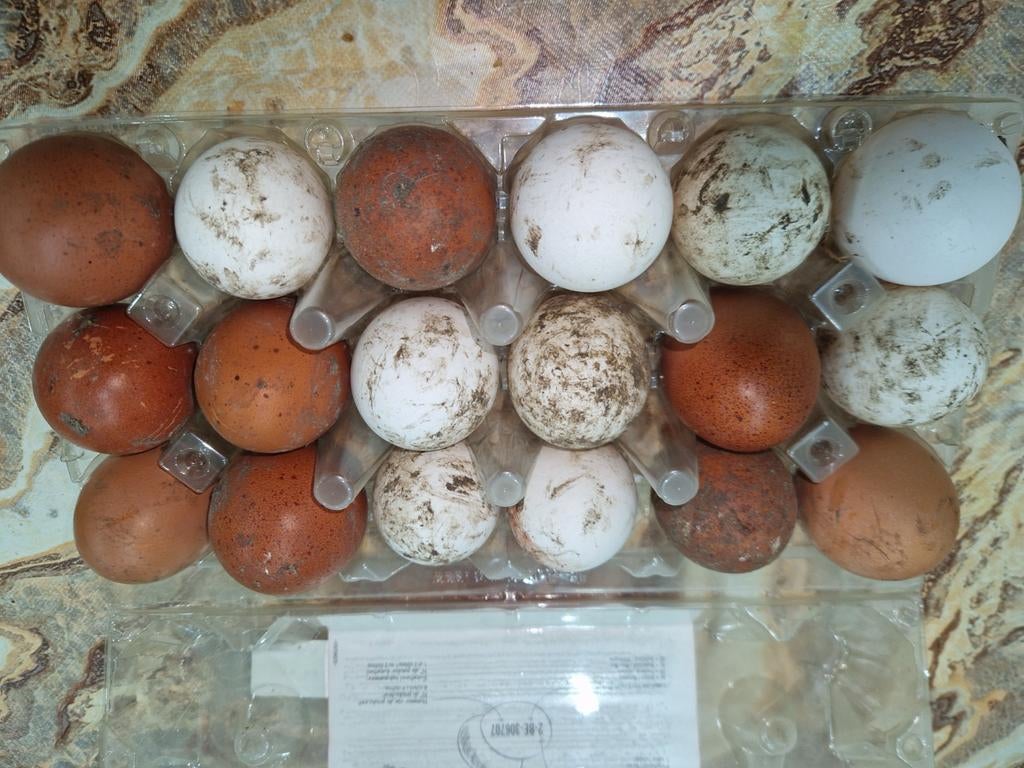 Bio eieren, Dieren en Toebehoren