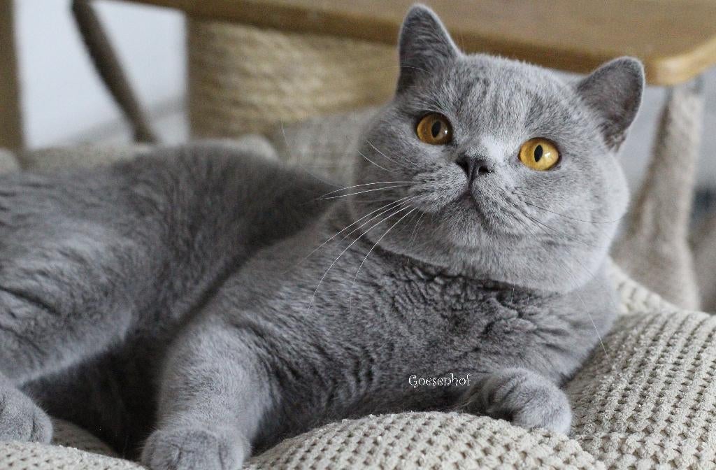 dekkater Jack met stamboom + DNA profiel, Animaux & Accessoires, Chats & Chatons | Chats mâles pour saillie & Étalons, 3 à 5 ans