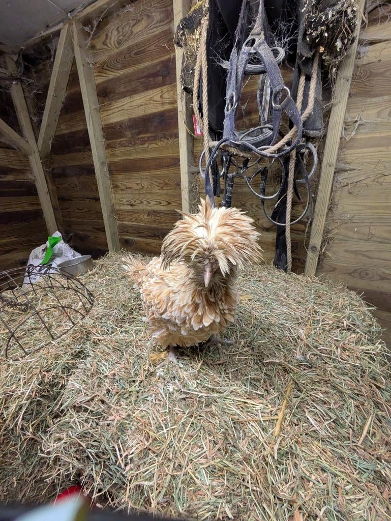 Padua krulveer en gladveer, Dieren en Toebehoren, Pluimvee